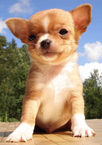 Чихуахуа длинношерстные