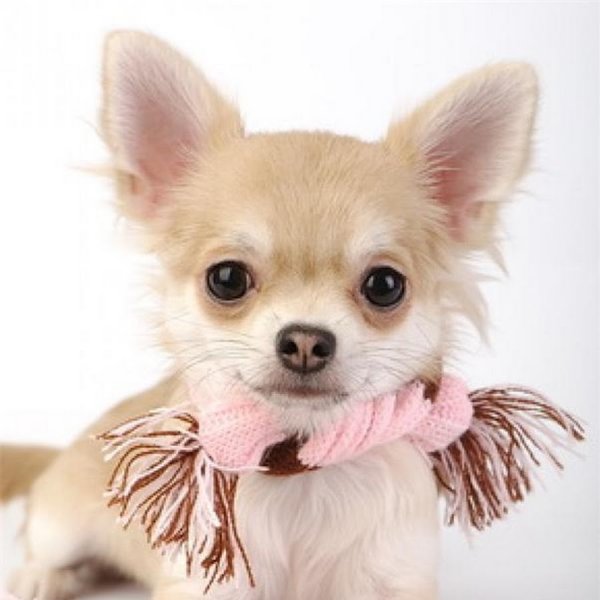 Чихуахуа в год