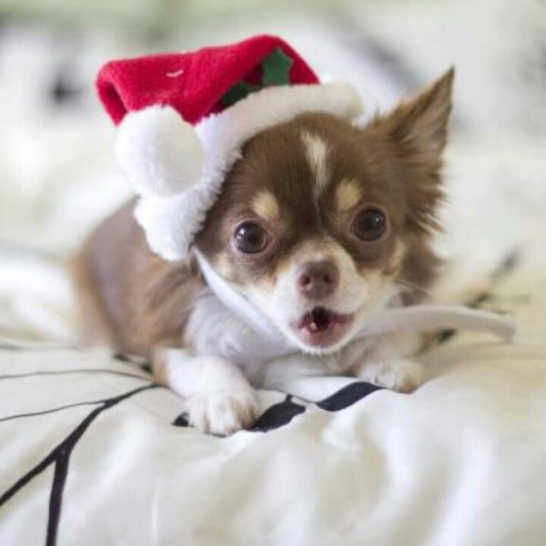 Щеночки милые чихуахуа 1 месяц