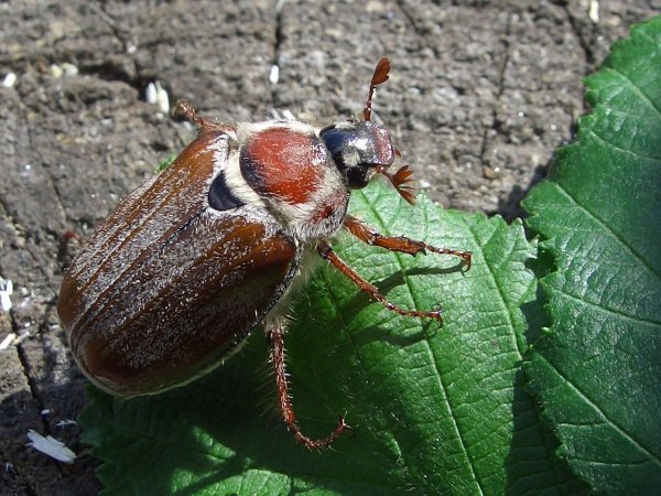 Майский Жук хрущ