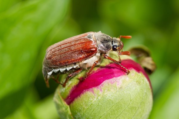 Июньский хрущ