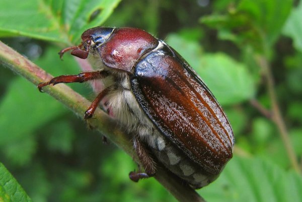 Майский Жук хрущ
