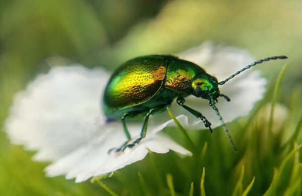 Зеленый Жук Светлячок