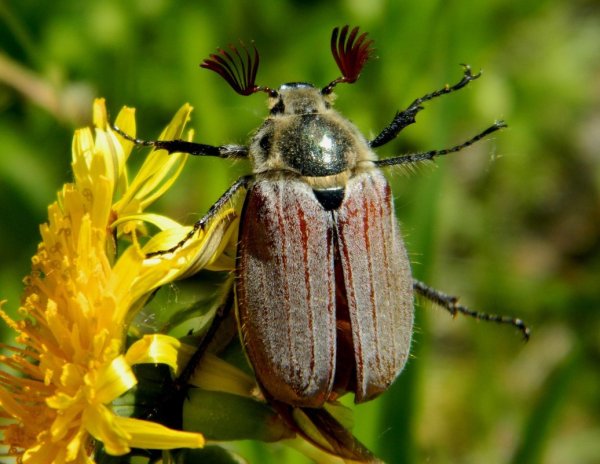 Майский Жук (хрущ Майский)