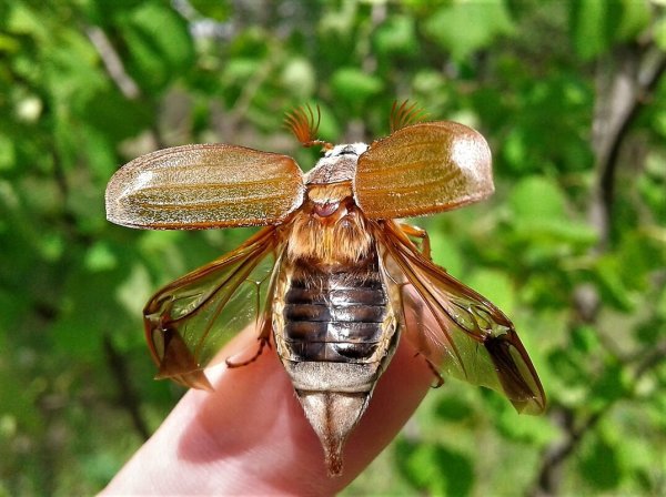 Майский Майский Жук