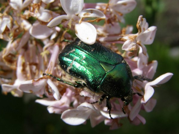 Июньский Жук бронзовка