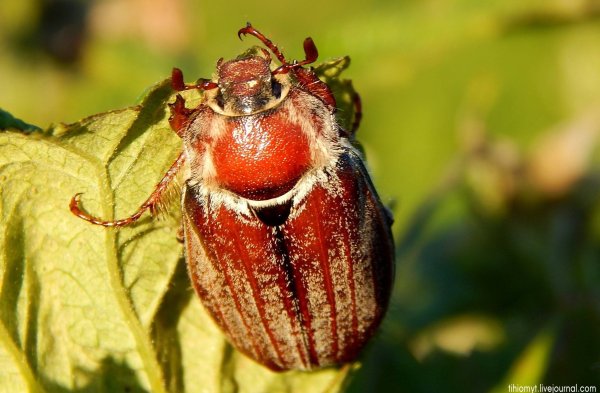 Майский Жук кавказский