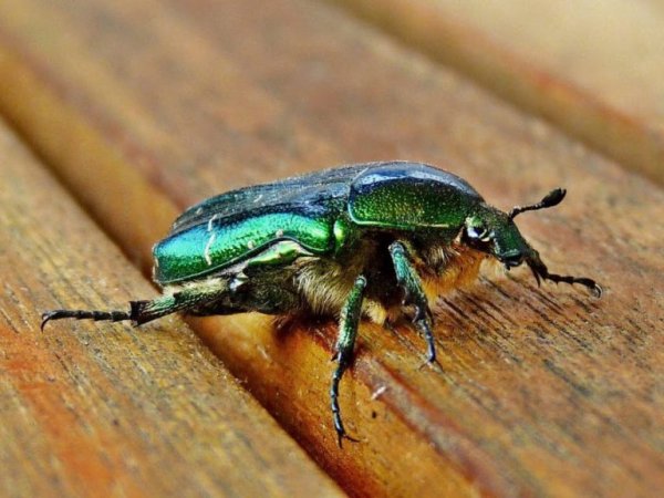 Майский Жук