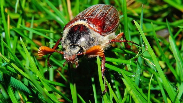 Луговой Хрущик Жук