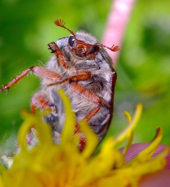 Шаранка Майский Жук
