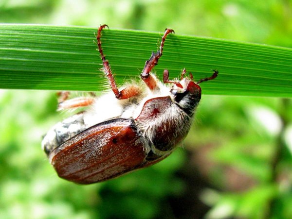 Майский Жук хрущ