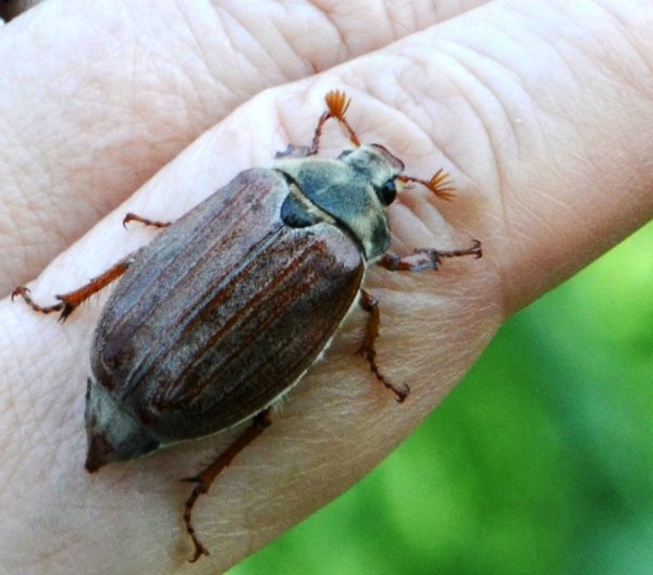 Майский Жук (хрущ Майский)