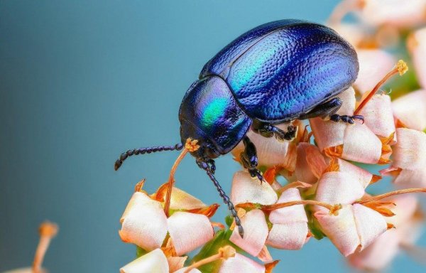 Японский хрущ черный Майский Жук