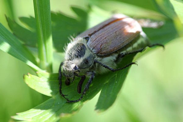 Майский Жук хрущ