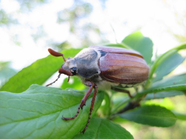 Жесткокрылые Майский Жук