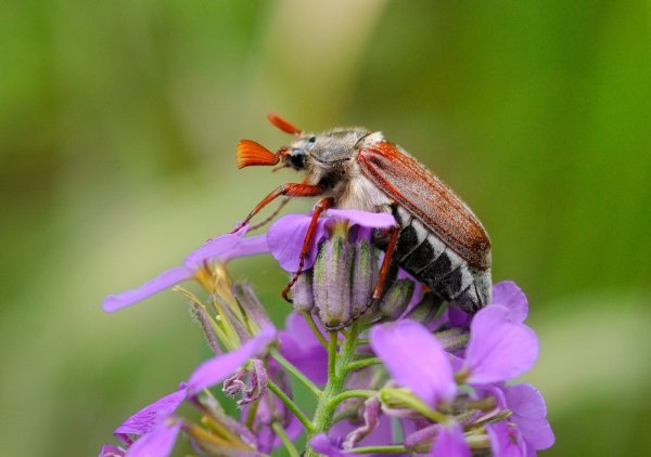 Мандибулы майского жука
