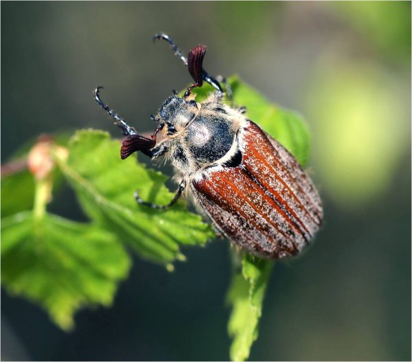 Майский Жук (хрущ Майский)