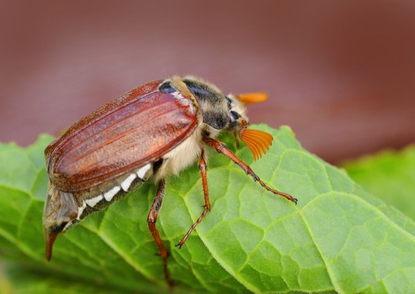 Жук июньский хрущ