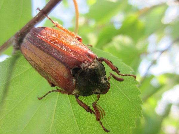 Майский Жук хрущ