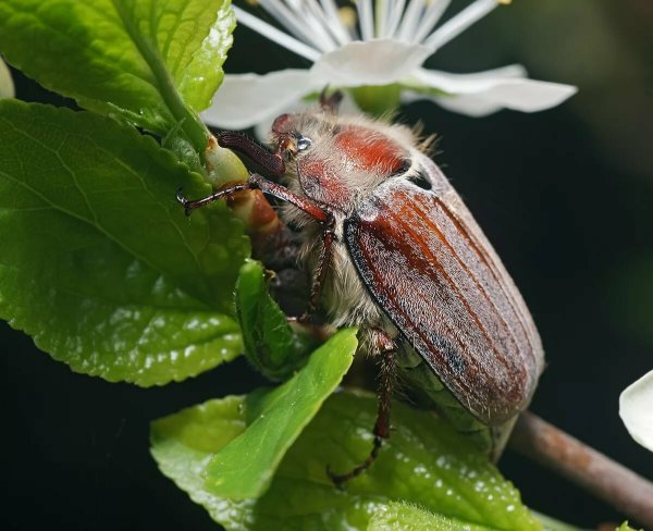 Майский Жук (хрущ Майский)