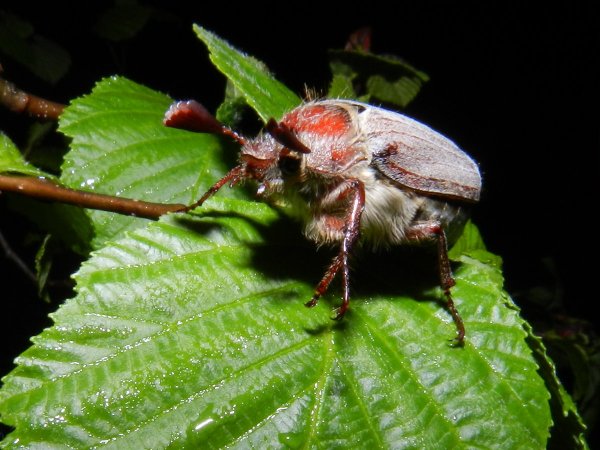 Хрущ Майский Жук маленький