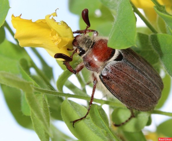 Шаранка Майский Жук