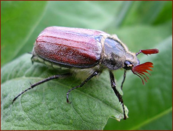 Жук хрущ Майский Западный
