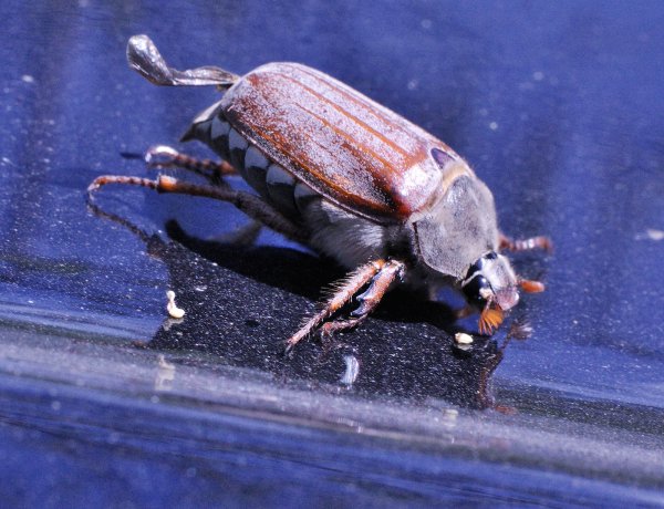 Конгор Майский Жук