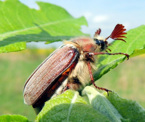 Майский Жук Черноморский