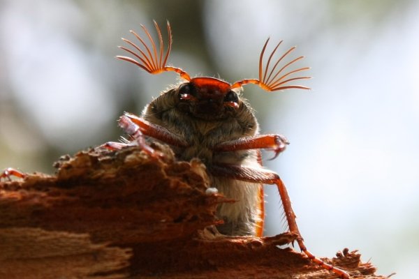 Майский Жук макрофото