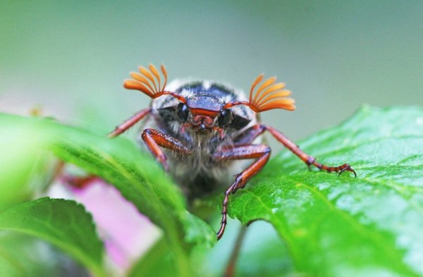 Усатый Майский Жук