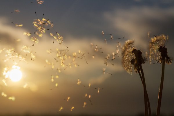 Одуванчик разлетается