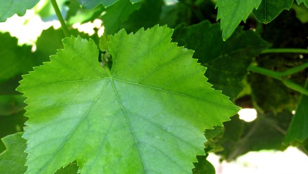 Картинки лист винограда (30 фото)