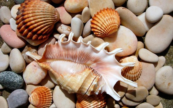 Рыбки в коралловых рифах