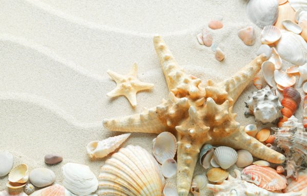 Ракушки морские на песке