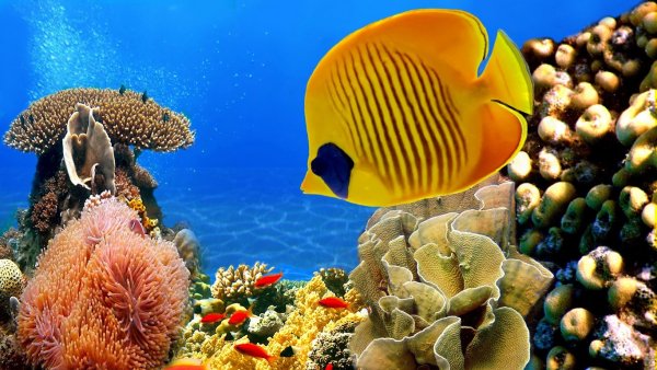 Great Barrier Reef Marine Park