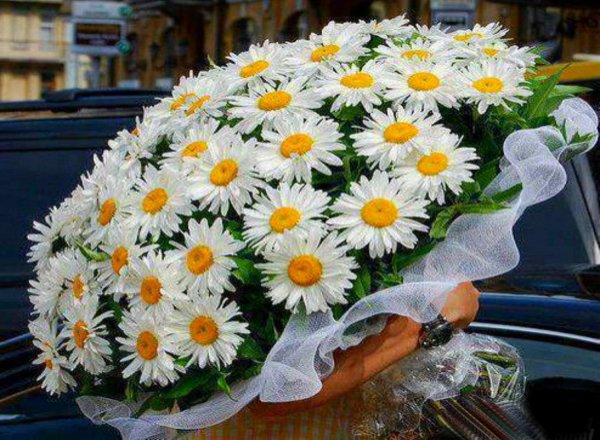 Красивый букет ромашек для любимой
