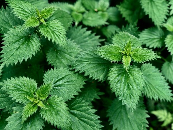 Крапива двудомная (Urtica dioica)