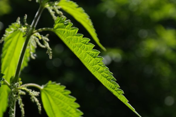 Крапива двудомная (Urtica dioica)