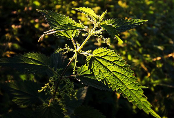 Крапива Сондена (Urtica sondenii)