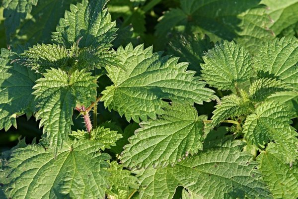 Urtica angustifolia
