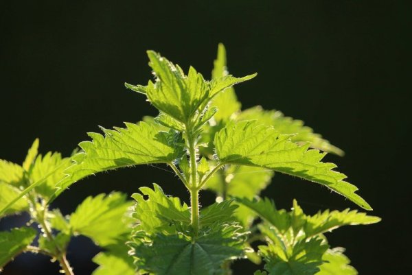 Крапива двудомная (Urtica dioica)