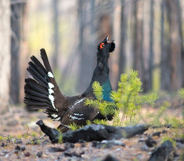 Глухариный ток в живописи