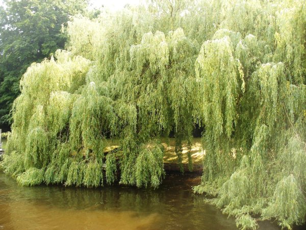 Ива белая плакучая осень