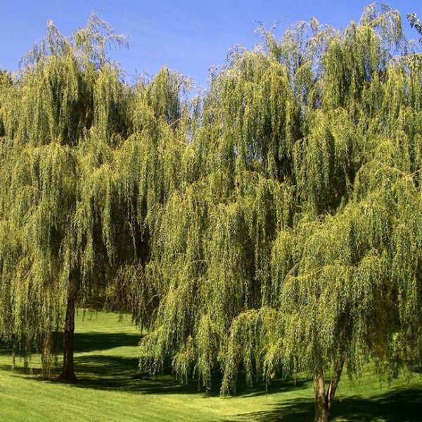 Ива белая ф плакучая желтокорая (Salix Alba)