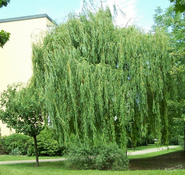 Ива ломкая плакучая