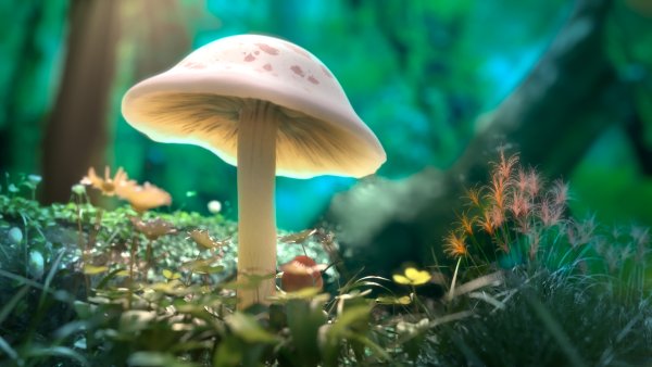 Сказочные грибы поганки