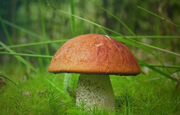 Мухомор и подосиновик
