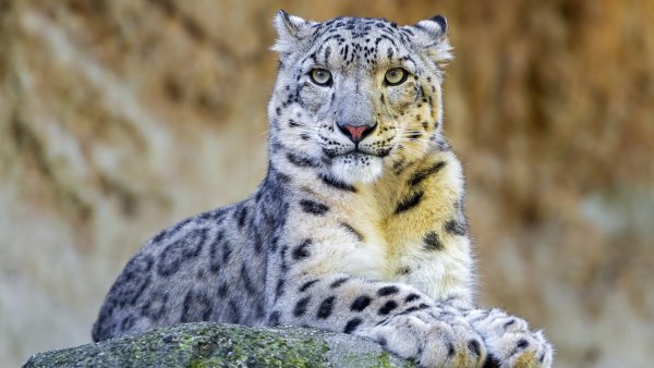 Ирбис снежный Барс Забайкальского