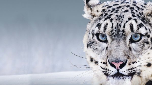 Голубоглазый Ирбис